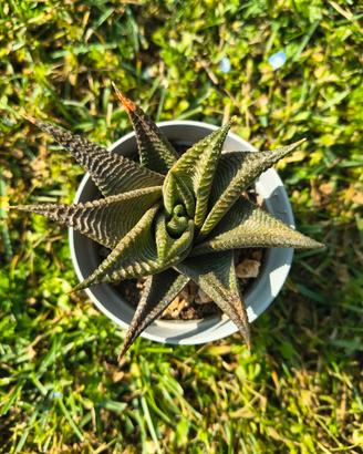 Haworthia Limifolia f. Spiralis vaso 6cm: pianta