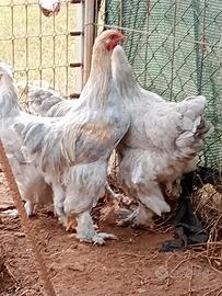 Galline ornamentali brahma