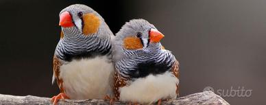 Uccelli Diamantini Maschi Adulti da Riproduzione