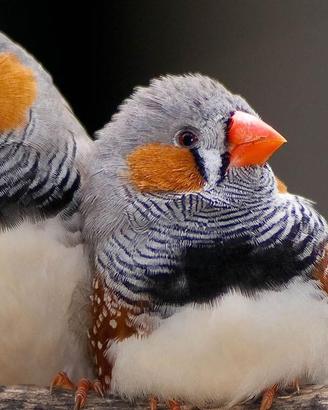 Uccelli Diamantini Maschi Adulti da Riproduzione