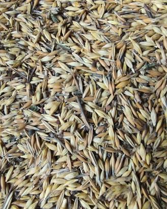 Seme avena 3 tipi e loietto x alimentazione  caval