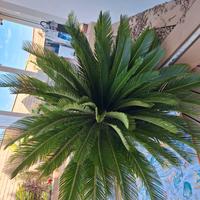 Cycas revoluta