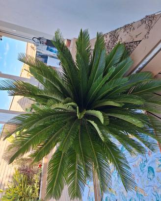 Cycas revoluta