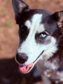 Husky femmina