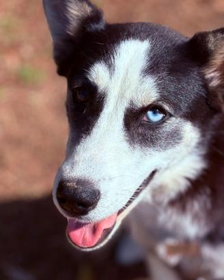 Husky femmina