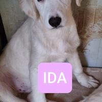 IDA ASIA ELMA CUCCIOLE 5 MESI taglia media SONO IN