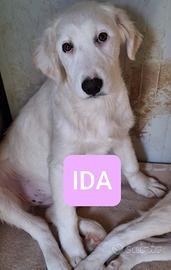 IDA ASIA ELMA CUCCIOLE 5 MESI taglia media SONO IN