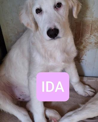 IDA ASIA ELMA CUCCIOLE 5 MESI taglia media SONO IN