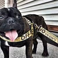 pettorina cane taglia media Off-white nuova 