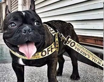 pettorina cane taglia media Off-white nuova 