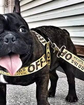 pettorina cane taglia media Off-white nuova 