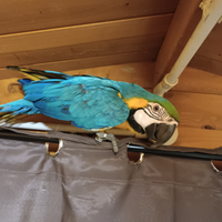 Ara ararauna maschio