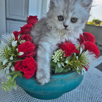 Gattina persiana grigio perla