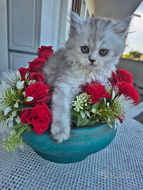 Gattina persiana grigio perla