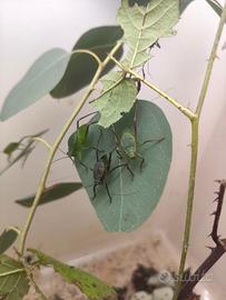 Cavallette foglia giganti ( Siliquofera grandis)