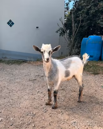 Capretta tibetana