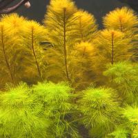 Myriophyllum Roirama e Myriophyllum Green 