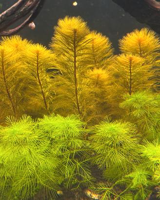 Myriophyllum Roirama e Myriophyllum Green 