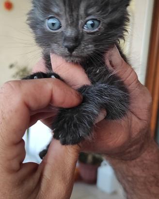 Azzurra cucciola in adozione