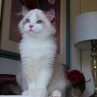 Cucciolo speciale di ragdoll con pedigree minister