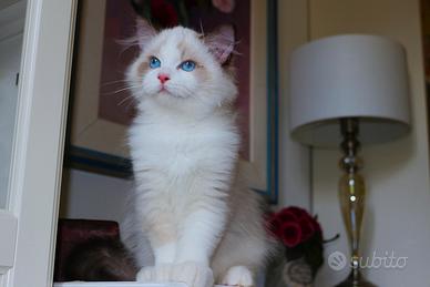 Cucciolo speciale di ragdoll con pedigree minister