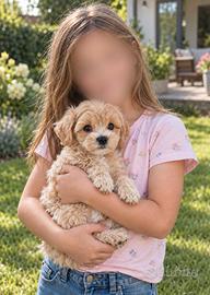 Cucciolo di Maltipoo Toy
