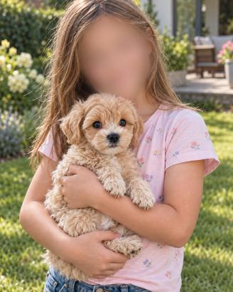 Cucciolo di Maltipoo Toy