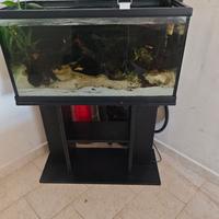 acquario,pesci,filtro