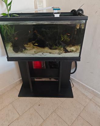 acquario,pesci,filtro