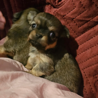 Chihuahua pelo lungo