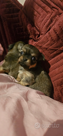 Chihuahua pelo lungo
