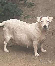 Fattrice jack russel terrier