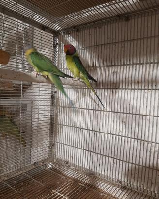 Coppia di parrocchetti testa di prugna