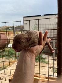 Pitbull Ukc