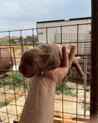 Pitbull Ukc