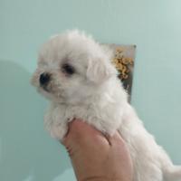 Cuccioli di maltese mini