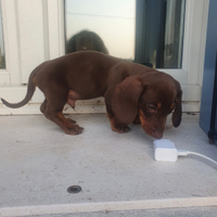 Bassotto nano piccolo cioccolato focato