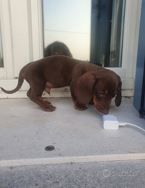 Bassotto nano piccolo cioccolato focato