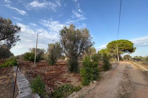 Terreno agricolo edificabile di 9030mq