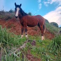 Cavallo paint x quarter
