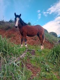 Cavallo paint x quarter