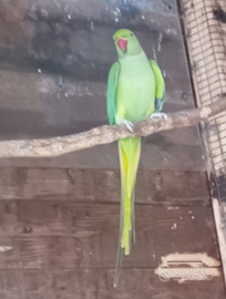 Parrocchetto dal collare