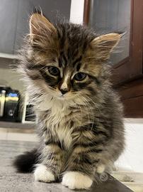 Gatto Siberiano con Pedigree