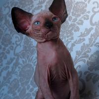 Cuccioli di sphynx trasporto in tutta italia