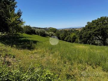 TER. AGRICOLO A MONTEBUONO