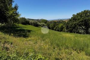 TER. AGRICOLO A MONTEBUONO