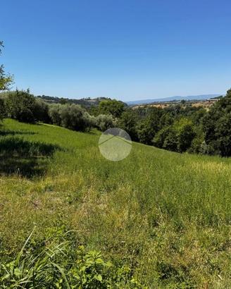 TER. AGRICOLO A MONTEBUONO