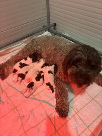 Lagotto romagnolo