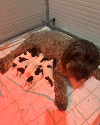 Lagotto romagnolo