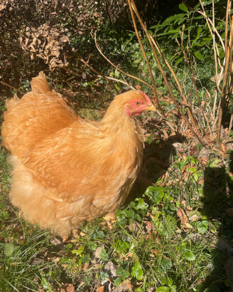 Galline